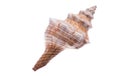 Seashell closeup. Isolated on white background. Clipping path Royalty Free Stock Photo