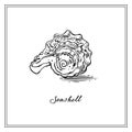 Seashell from the coast of California. Black and white square card. Hand-drawn collection of greeting cards.