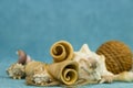 Seashell with a coil of rope and twisted pieces