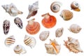 Seashell collection