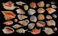 Seashell collection Royalty Free Stock Photo