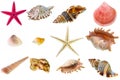 Seashell collection Royalty Free Stock Photo