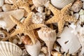 Seashell collection from Sanibel Island, Florida