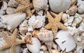 Beautiful seashell collection from Sanibel Island, Florida