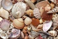 Seashell Collection