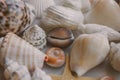 Seashell collection. Close up view of many seashells piled together as texture and background. Royalty Free Stock Photo