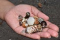 Seashell Collection from the Matelot Beach in Trinidad Royalty Free Stock Photo