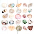 Beautiful Seashell Collection Royalty Free Stock Photo