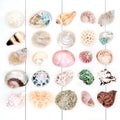 Beautiful Seashell Collection