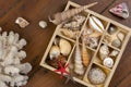 Seashell Collection - Objects