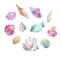 Seashell collection watercolor Royalty Free Stock Photo
