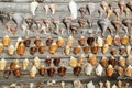 Seashell collection on weathered boards