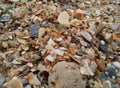 Seashell Royalty Free Stock Photo