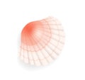 Seashell Conch Icon Closeup Vector Illustration