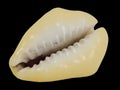 Seashell cowrie, cyprea, toothed side Royalty Free Stock Photo