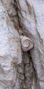 A seashell in a crack in the rocks Royalty Free Stock Photo