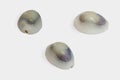 Three views of shell on white background with clipping Royalty Free Stock Photo