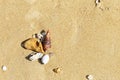 Seashell and dead coral reef on sand beach, environmental and nature concept background