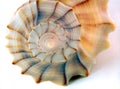 Seashell Detail against White Royalty Free Stock Photo