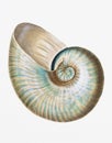 Seashell Digital Painting Illustration. Nautilus