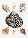 Seashell Digital Painting Illustration