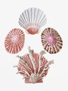 Seashell Digital Painting Illustration
