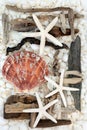 Seashell and Driftwood Abstract