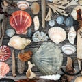 Seashell and Driftwood Abstract on Rustic Wood