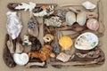 Seashell Driftwood and Rock Abstract Royalty Free Stock Photo