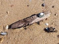 Seashell And DriftWood And Seaweed on Beach Sand Royalty Free Stock Photo