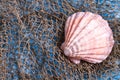 Seashell on fishing net Royalty Free Stock Photo