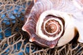 Seashell on fishing net Royalty Free Stock Photo