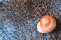 Seashell on fishing net Royalty Free Stock Photo