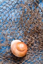 Seashell on fishing net Royalty Free Stock Photo