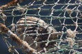 Seashell in a fishing net Royalty Free Stock Photo