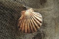 Seashell and fishing net Royalty Free Stock Photo