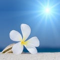 Seashell and flower on the beach Royalty Free Stock Photo