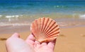Seashell found at the beach in Algarve, Portugal