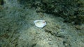 Seashell fragment of bivalve mollusc Chama sp. on sea bottom, Aegean Sea