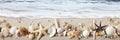 Seashell Frame Border for Text, Copy Space for Message or Design, Nautical Beach Theme Background Royalty Free Stock Photo