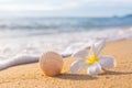 Seashell and frangipani flower on the background of the sea Royalty Free Stock Photo