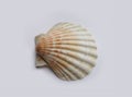 Seashell on a gray background