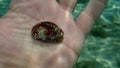 Seashell of Green ormer or Ear shell (Haliotis tuberculata) on the hand of a diver, Aegean Sea Royalty Free Stock Photo
