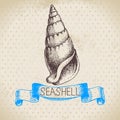Seashell hand drawn sketch. Vintage illustration Royalty Free Stock Photo