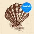 Seashell hand drawn sketch. Vintage illustration Royalty Free Stock Photo