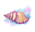 Seashell handpainted with watercolor