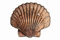 Seashell illustration Royalty Free Stock Photo