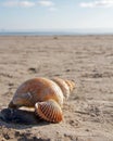 Seashell on an Irish Beach