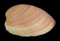 Seashell isolated on a black background Royalty Free Stock Photo