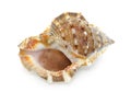 Seashell isolated on white background